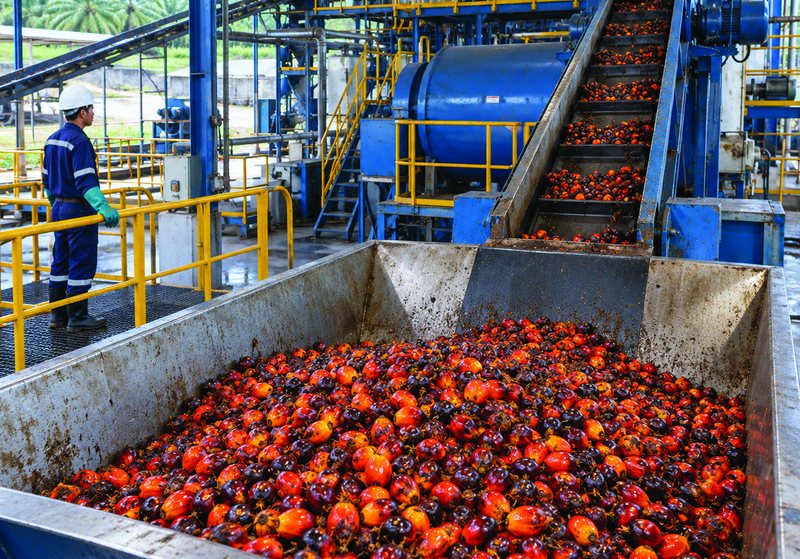 Perkebunan Kelapa Sawit